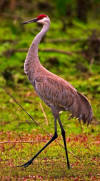 Crane